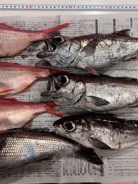 三崎港　ライト中深場釣り@伊三郎丸