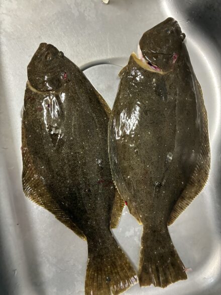 ヒラメ釣りIN千葉！