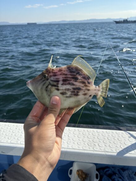 カワハギシーズン！