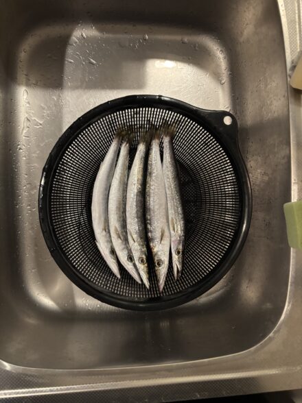 カマスの大群！