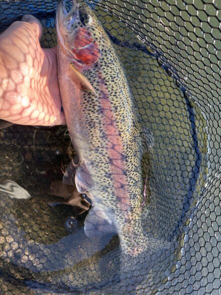 エリアトラウト釣行