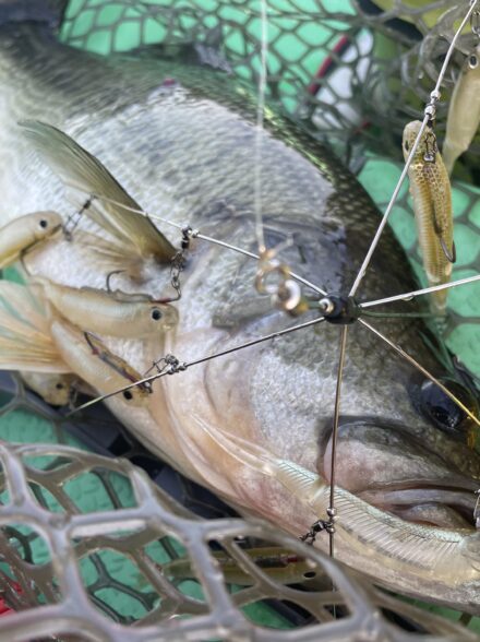 バマストで入鹿池爆釣❗️