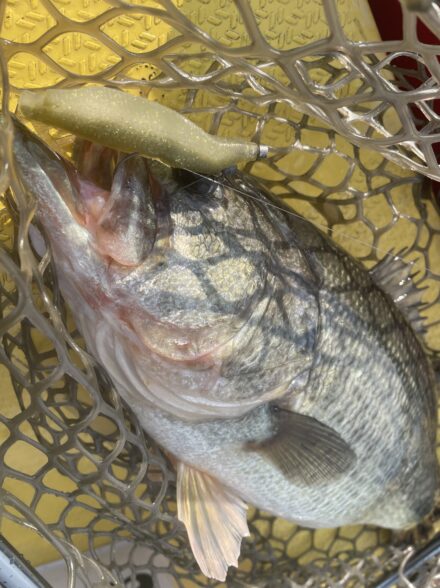 無風の入鹿池で悶絶❗️