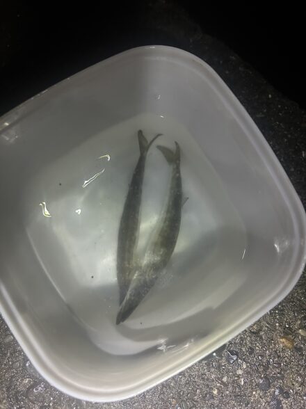 熱海港でカマス