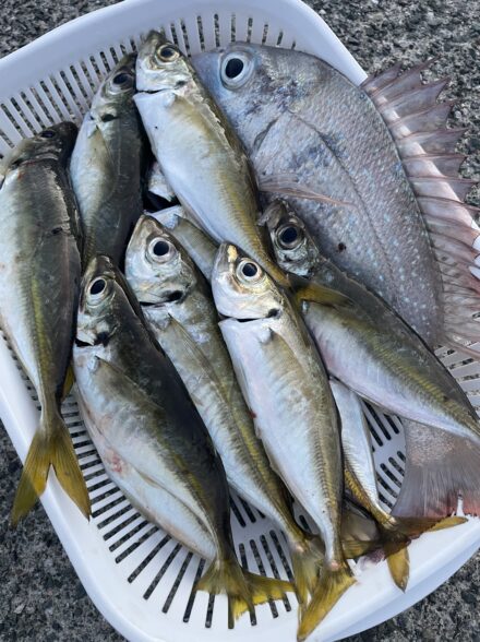 福井でサビキ釣り