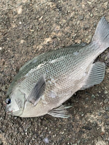 初めてのグレ釣り