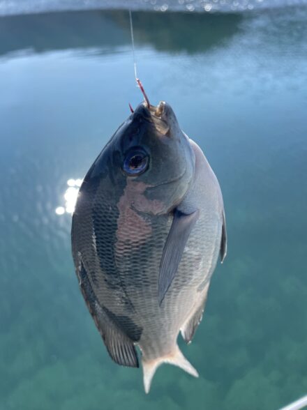 まったりフカセ釣り