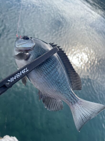 福井遠投カゴ釣り