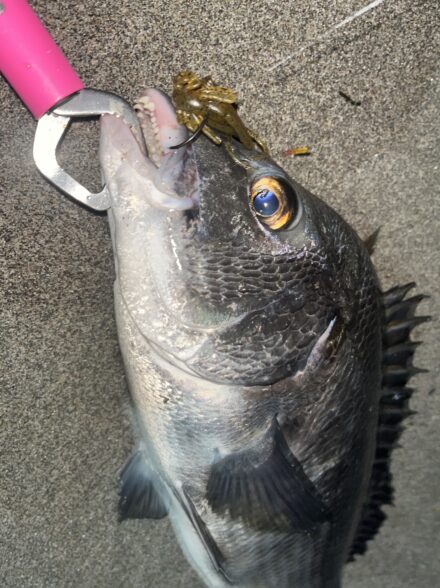 高田釣行便 浜名湖ナイト