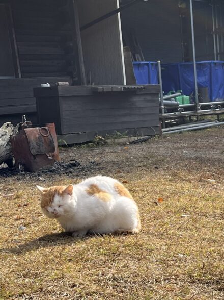 ガリバーフィッシングガーデン🐈