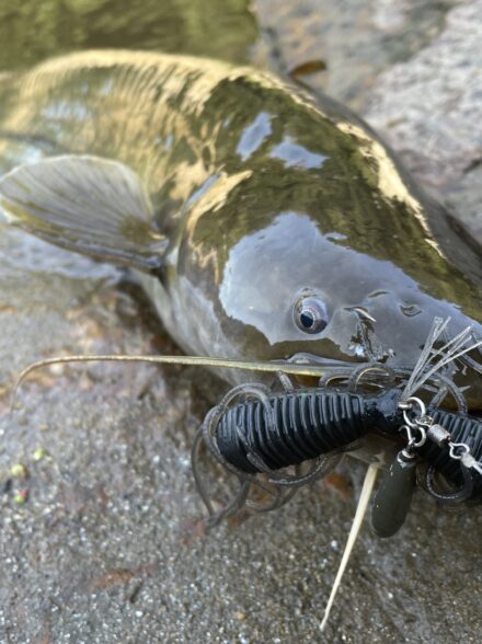 高山ダムでバスフィッシングに行きましたが、とても大きな美ナマズが釣れてしまった件。