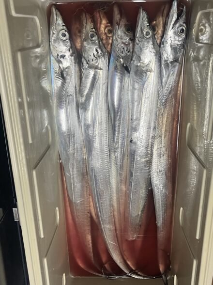 高田釣行便 浜名湖沖タチウオテンヤ