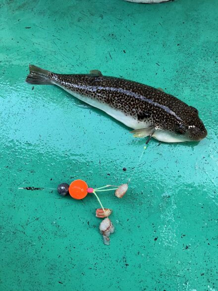 フグ釣り