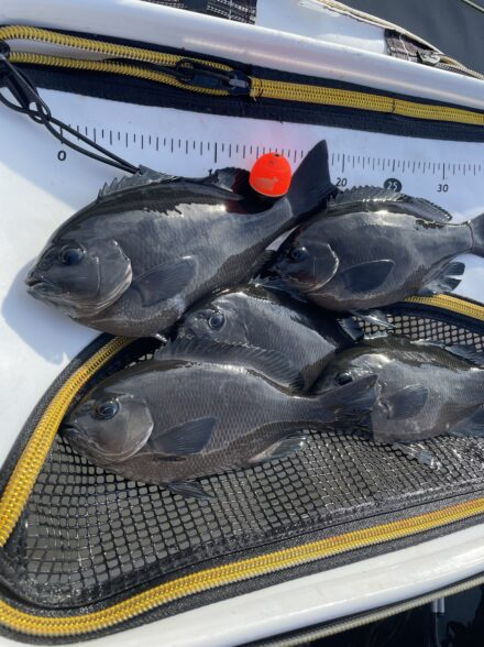 シーズン波止グレIN南芦屋浜🎣