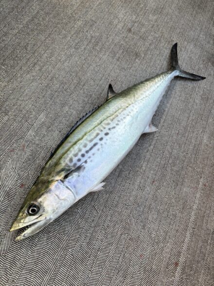 初挑戦‼️サワラキャスティングINシーマジカル