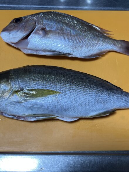 今回も釣れるか? 遠投かご釣り@チガ崎