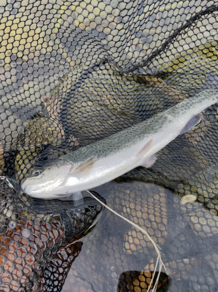 芥川でエンジョイフィッシング🎣&BBQ🍖