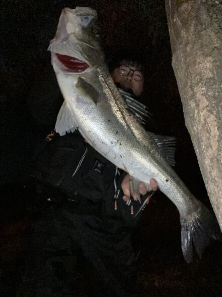 九頭竜水系 シーバス