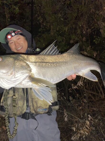 九頭竜水系 シーバス2