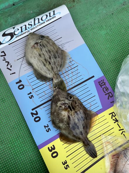 加太船カワハギ