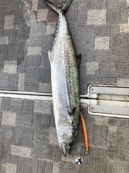 サワラブレード&ジギング!