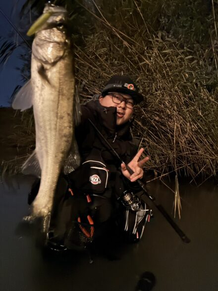 九頭竜水系 シーバス