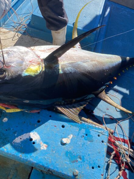 和歌山！キハダフカセ！