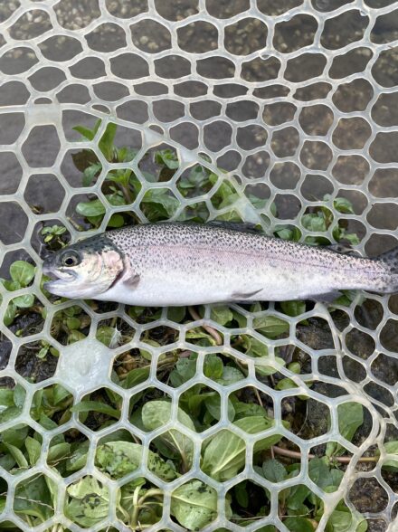 トラウト開幕！