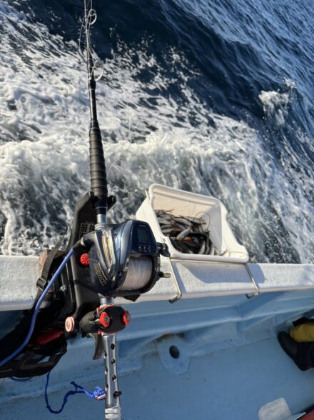 和歌山のキハダフカセ