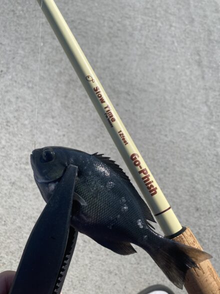 堤防小物釣りin三浦半島