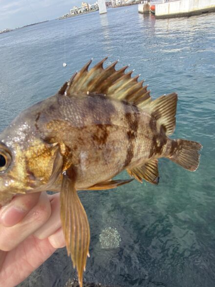 堤防小物釣りin三浦半島