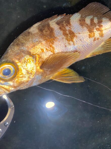 メバル調査in三浦半島