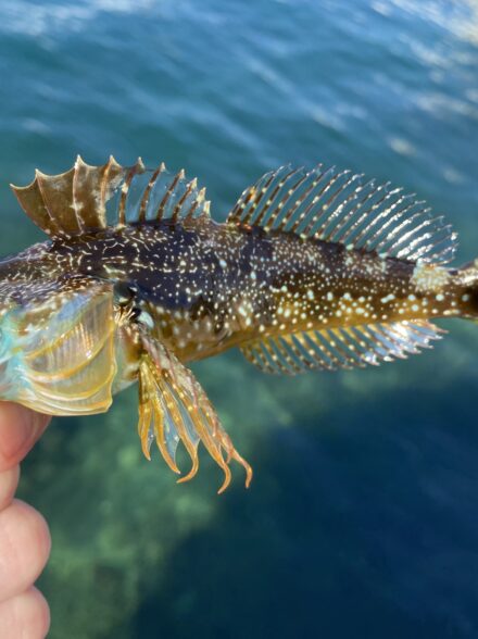 延べ竿釣行in三崎港