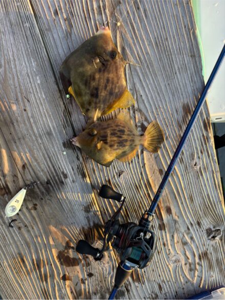 相模湾カワハギティップランリレー