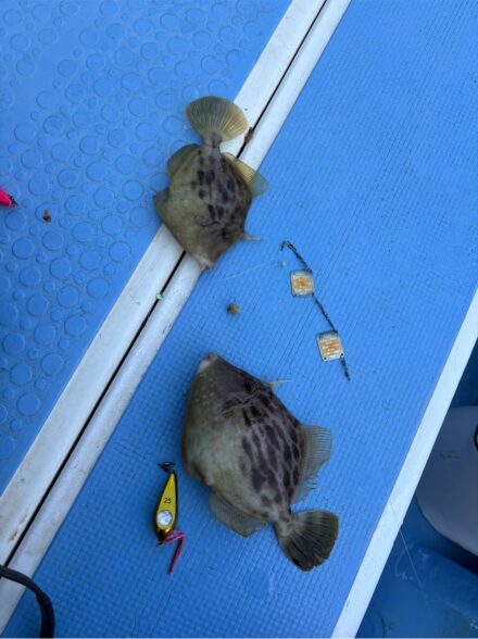 3度目の山下丸カワハギ