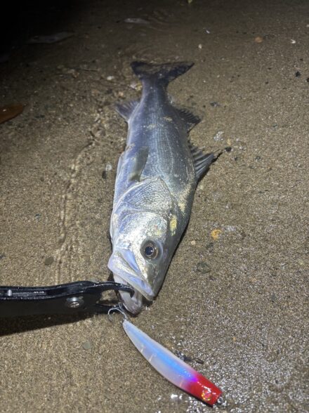 兵庫シーバス調査!