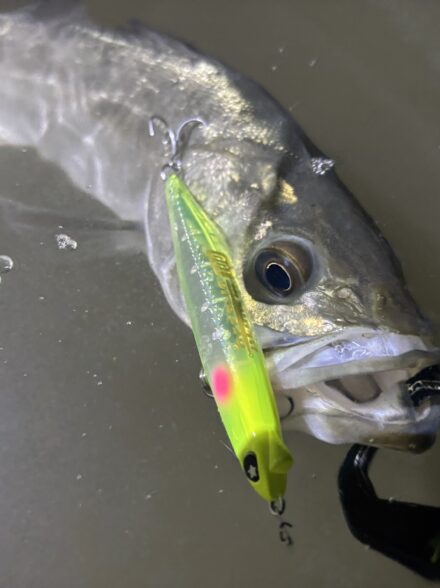 兵庫シーバス調査!2