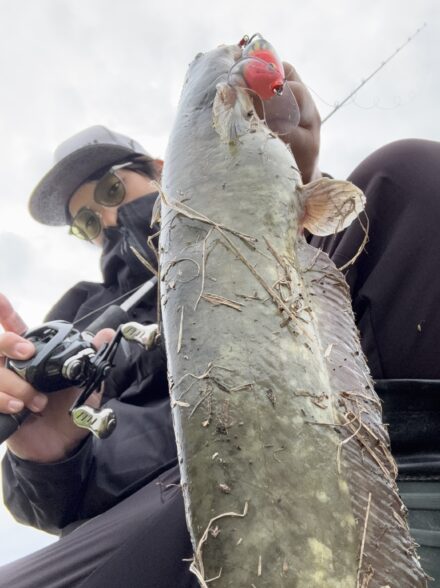 まだまだ終わらないナマズ戦線!