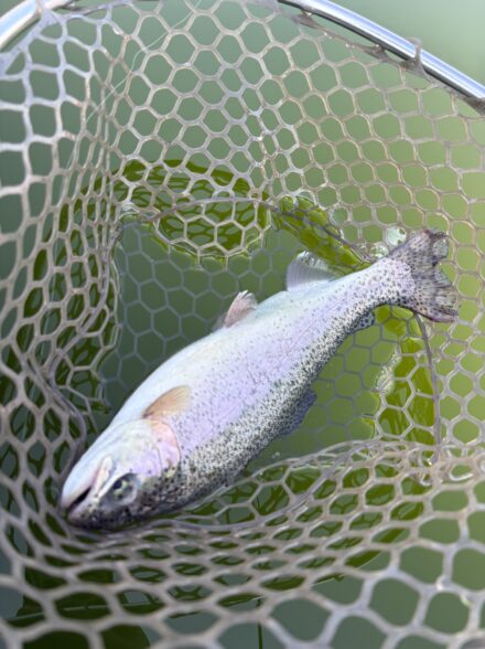 へら師が行くエリアトラウトの旅！