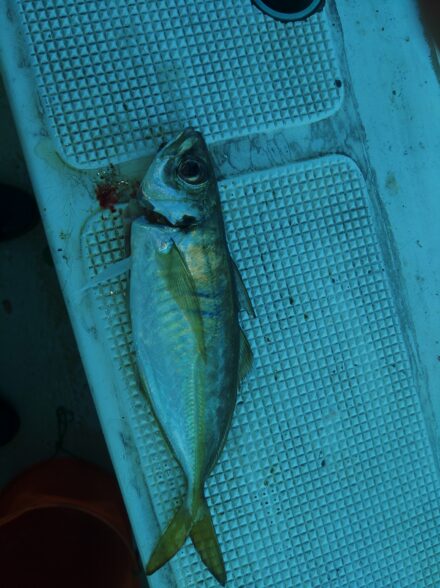 三邦丸さん、早朝便でアジ