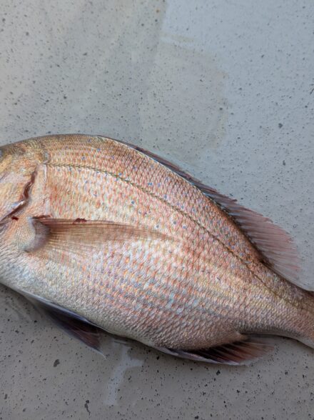 明石鯛ラバ11月8日