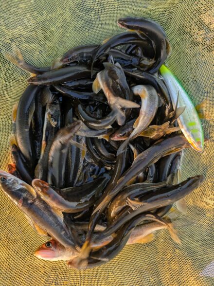 2025年鮎釣り23回目IN相模川海老名周辺でアユルアーゲーム