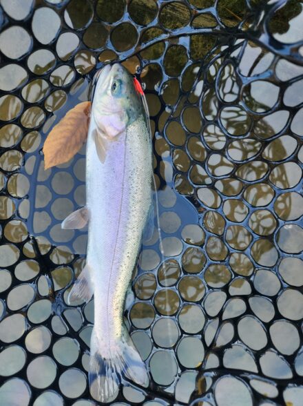 早朝のジョイバレーへ