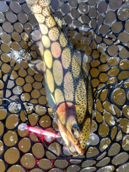 良型連発！？ ウォルトンガーデンを攻める！