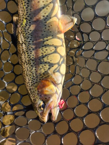 アユマスが食べたい!爆風のウォルトンガーデン