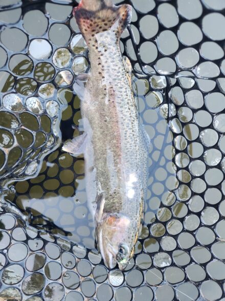 ウォルトンガーデンでちょい釣り