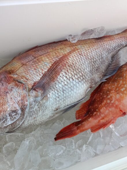 好調!?日本海ディープタイラバ釣行