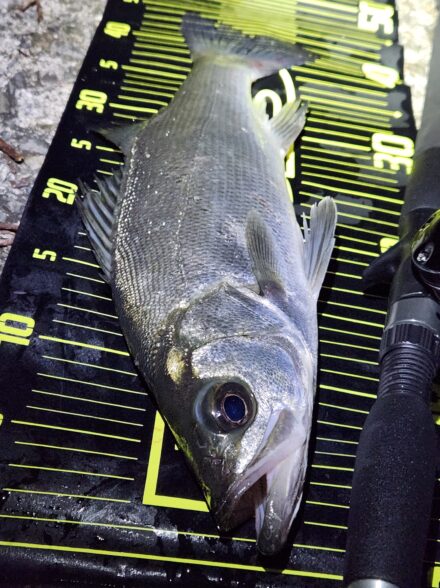 噛み合わないシーバス釣り