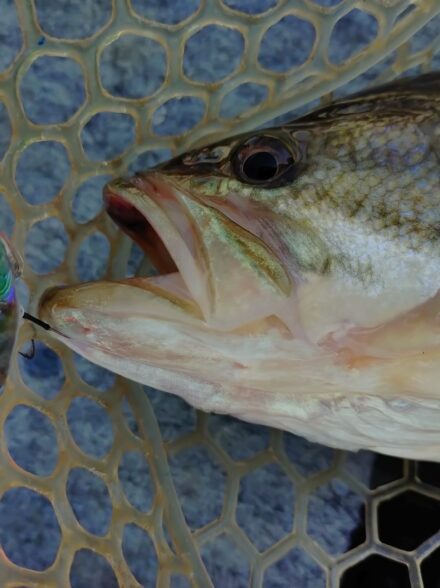 12月初旬の青野ダム