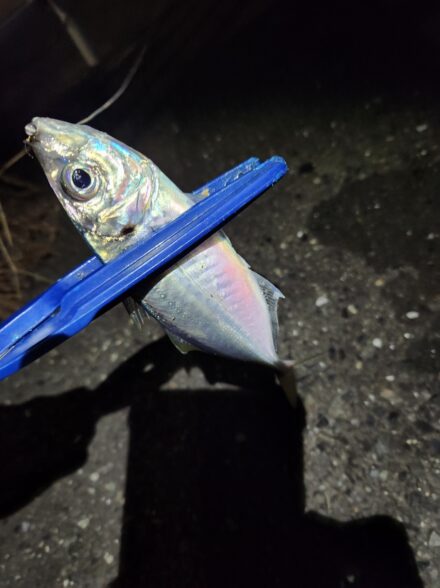 横浜アジング良型登場!?